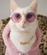 Image result for Funny Cat Profile Pictures