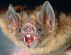 Image result for Bat with Scary Face