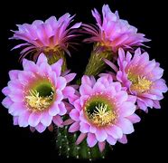 Image result for Ling Pink Cactus