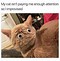 Image result for Cat Memes Meow Time
