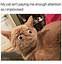 Image result for Funny Cat Nap