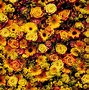Image result for 4K Wallpaper Nature Flowers