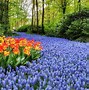 Image result for Tulip Festival in the Netherlands