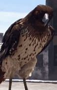 Image result for What Is the Biggest Hawk in the World