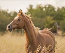 Image result for Horse Computer Backgrounds