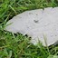 Image result for Homemade Garden Stepping Stones