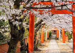 Image result for Cherry Blossom Temple Japan Kyoto