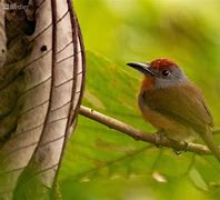 Image result for Nonnula ruficapilla