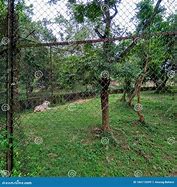 Image result for Tiger Cage Zoo