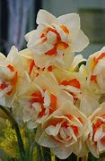 Image result for Narcissus Flower Parade