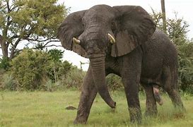 Image result for Biggest Elephant Ever Found