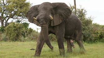 Image result for Biggest Elephant Ever Found