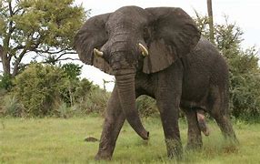 Image result for Biggest Elephant Ever