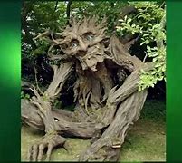 Image result for Deadliest Tree On Earth