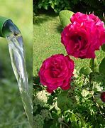 Image result for Rose Water Cedar Garden