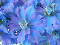 Image result for Delphinium Delphi Power ®