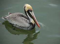 Image result for Pelican Kayak Drain Plug