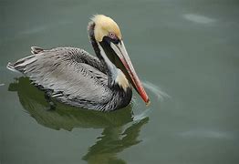 Image result for Pelican 8 Foot Kayak