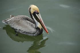 Image result for Pelican Perception Kayak