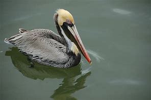 Image result for African Pelican