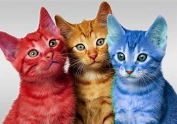 Image result for You're Awesome Cat