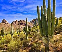 Image result for Desert with Cacti