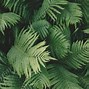 Image result for Green Forest Aesthetic Laptop