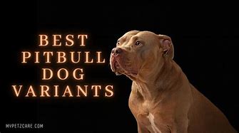 Image result for Best Pit Bull Breeds