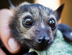 Image result for Bats Are Cute