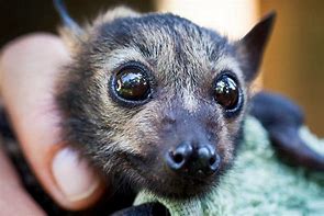Image result for Cute Baby Bats