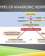 Image result for Anaerobic Respiration