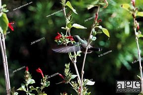 Image result for Chrysolampis Trochilidae