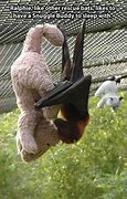 Image result for Funny Flying Bat