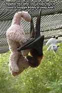 Image result for Funny Bat and Fox Pictures