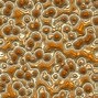 Image result for Hair Cell Texture
