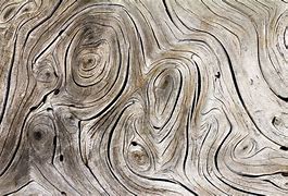 Image result for Abstract Organic Texture