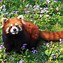 Image result for Red Panda Eating