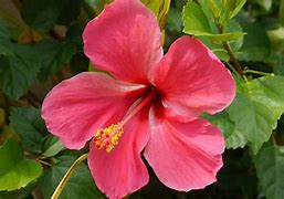 Image result for Manchineel Flower
