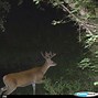 Image result for Trail Camera Deer