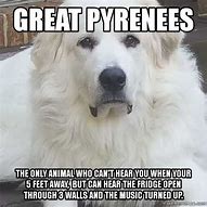 Image result for Pyrenees Dog Meme