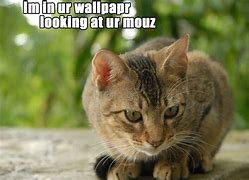 Image result for Lolcats