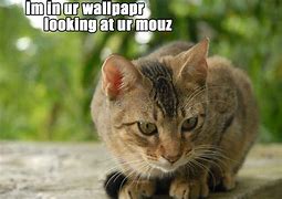 Image result for Lolcats Wallpaper