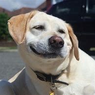Image result for derp memes dogs