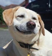 Image result for Funny Derp Faces