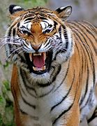 Image result for Tiger