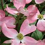 Image result for Cornus nuttallii Pink Blush