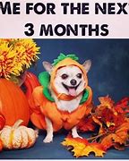 Image result for Florida Pumpkin Patch Meme