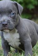Image result for Grey Pitbull Puppies