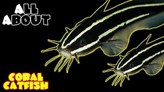 Image result for Monster Catfish