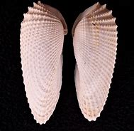 Image result for Angel Wing Clam Shells